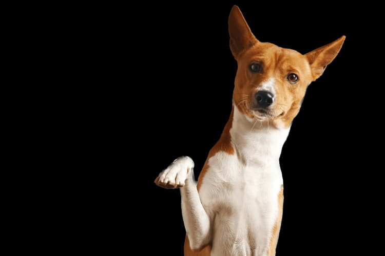 DogImage