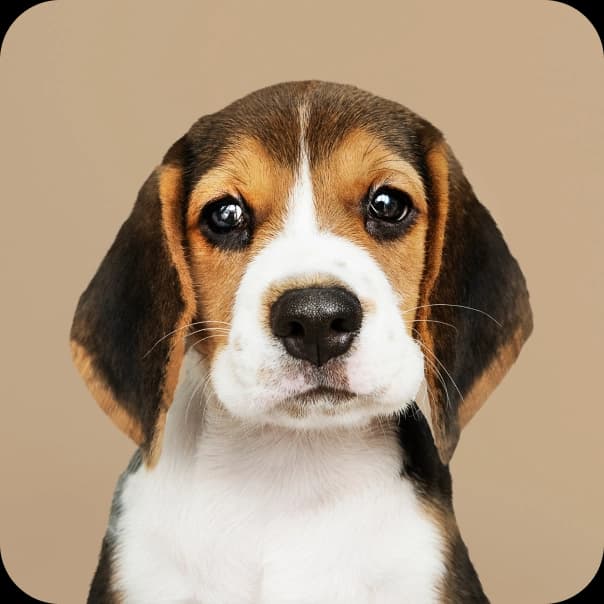 Pet 1