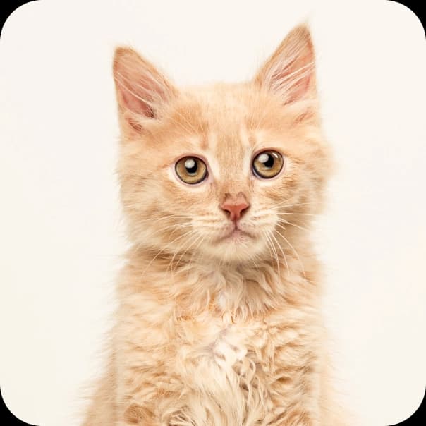 Pet 2