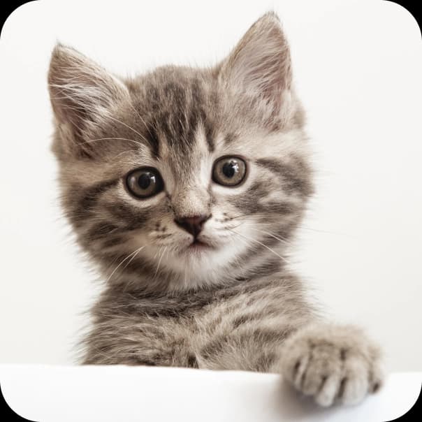 Pet 3