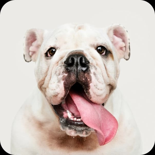 Pet 4